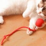 Balle Électrique Intelligente Pour Chat – Image 5