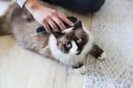 Brosse douce Chat ET Chien 24155 – Image 3