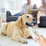 Brosse À Vapeur pour Chat et Chien – Image 5
