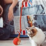 Balle Électrique Intelligente Pour Chat – Image 3