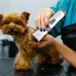 Tondeuse pour animaux KM-107 – Image 3
