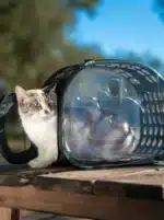 SAC TRANSPARANT – Image 2