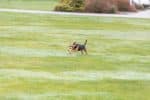 Balle Avec Corde Pour Chien 3453 – Image 4