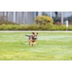Balle Avec Corde Pour Chien 3453 – Image 3