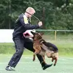 Baton de dressage pour chien – Image 2