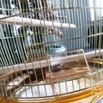 Cage ronde pour aras – Image 4